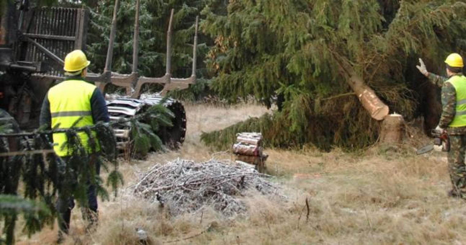 Vietoje miško – Kauno didumo NATO poligonas