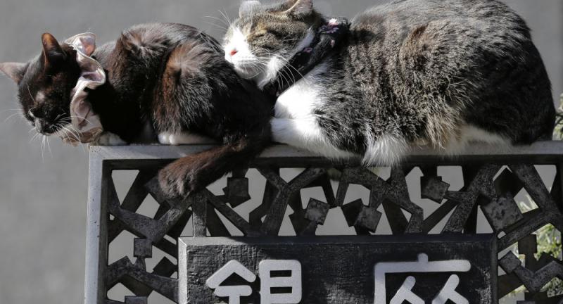 Lietuviški kačiukai ir šuniukai kartu su kibinais keliaus į Japoniją