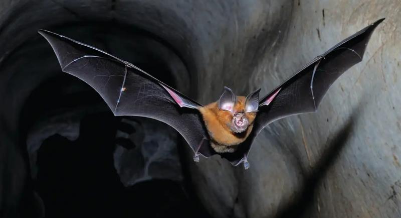 Daily Mail: Uhanio laboratorija buvo gavusi 3,7 milijonų dolerių grantą iš JAV šikšnosparnių koronaviruso tyrimui