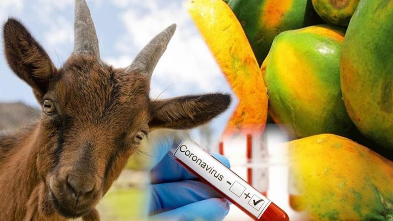 KORONĖS DURNYNAS: COVID-19 testas TEIGIAMAS ožkai, papajai ir avinui... Tyrimus atliko oficiali laboratorija!