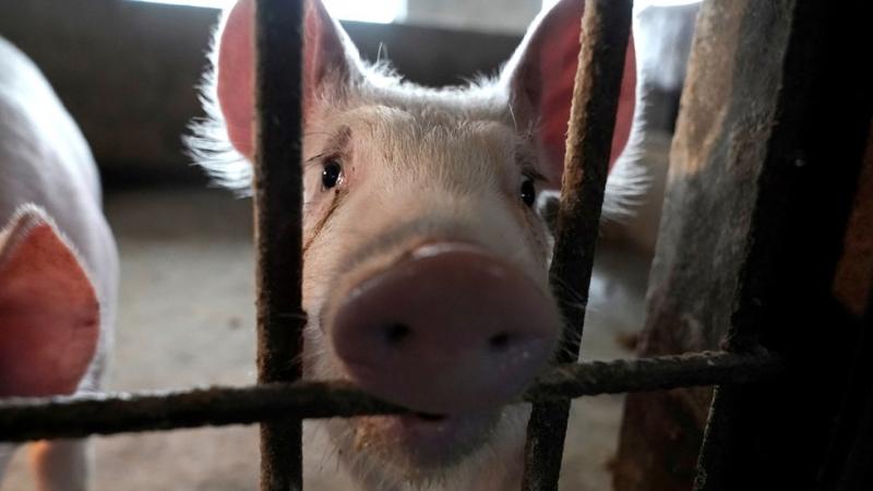Paskelbta apie naujos atmainos kiaulių gripo (G4 viruso) pandemijos grėsmę