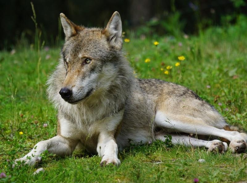 Siūlomas leistinas vilkų sumedžiojimo skaičius sieks 175