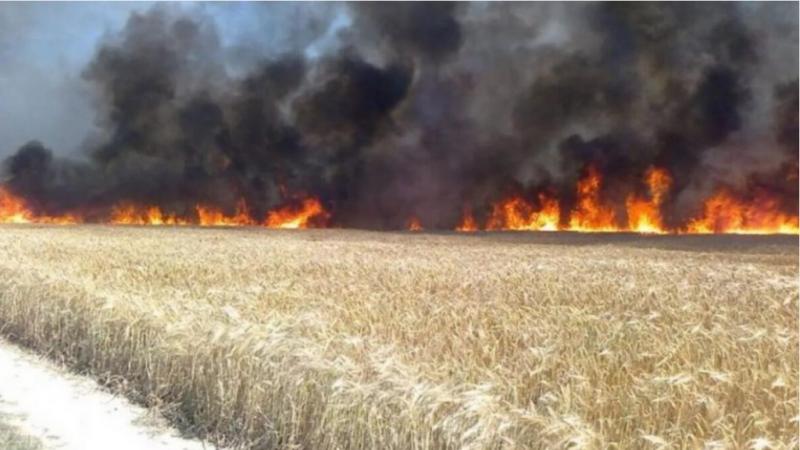 Badas neišvengiamas - Okraina liko be grūdų, Kijevo režimas degina javų laukus