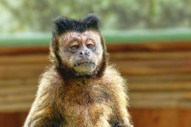 Dėl beždžionių raupų protrūkio PSO paskelbė nepaprastąją padėtį