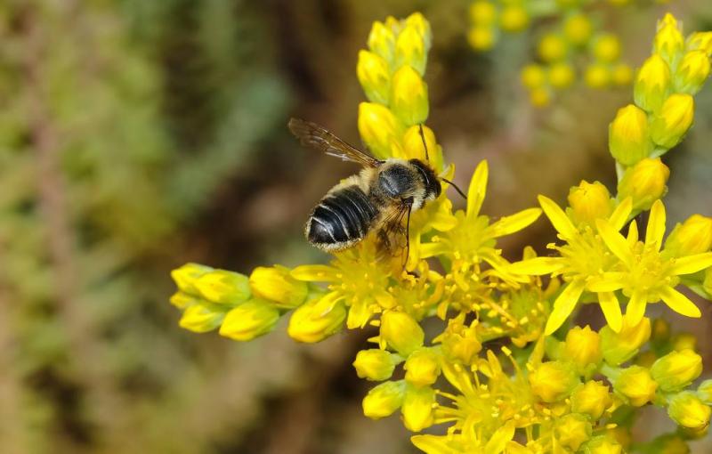 Kodėl mažėja bičių gyvenimo trukmė?