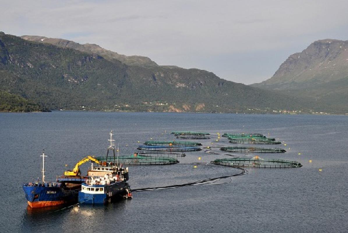 Masinio apnuodijimo žuvis: šokiruojantys faktai apie Norvegijos lašišas