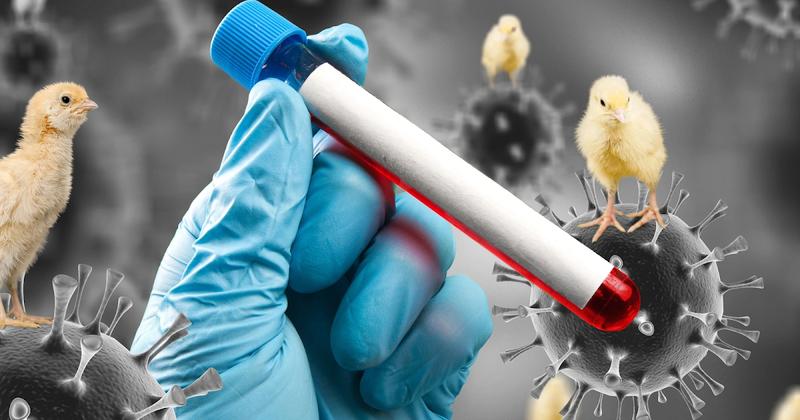 Paukščių gripas: baimės kurstymas ir pasaulinis karas prieš maistą?