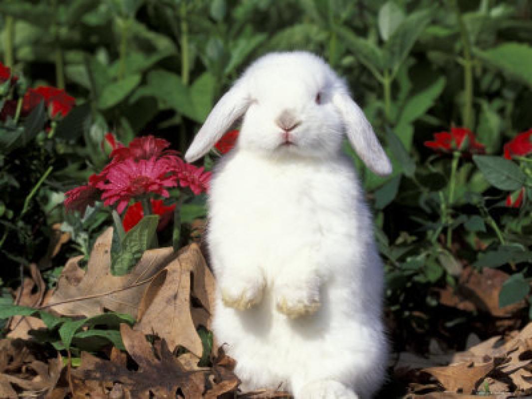 Кролик года жизни. Декоративный кролик. Декоративный кролик живой. Декоративные зайчики. Белый декоративный кролик.