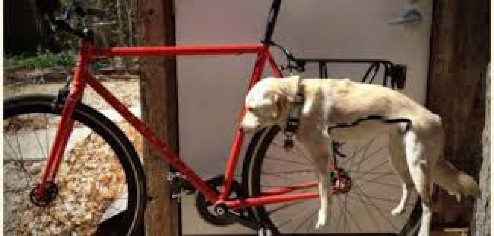 Sumenkusi vidutinio lietuvio svajonė – šuo ir dviratis. Liberalios laisvosios rinkos ideologijos krachas